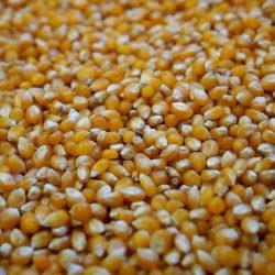 Maíz Pisingallo Corn Grains Corn Kernel Seeds Large Bag Perfect Popping for  Popcorn at Home!, 5