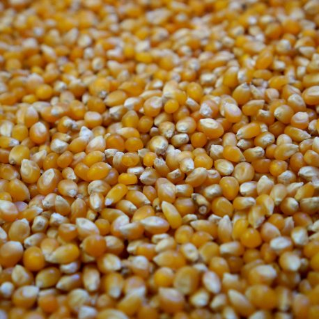 Popping Corn 20Kg